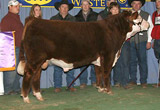 C-S GRAN TORINO 8172 as 2009 National Champion Hereford Bull