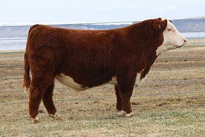 Grand Champion Polled Bull - click to enlarge