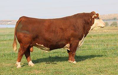 Grand Champion Polled Bull - click to enlarge