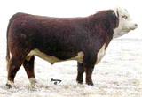 GH Neon 17N - sire of "Nitro"
