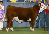Full Brother, C NEW ERA ET.
