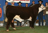 Nitro as 2008 Grand Champion Bull at Reno