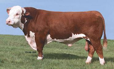 گاو گوشتی هرفورد/Hereford cattle