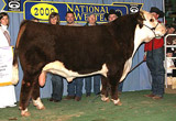 RENO as 2009 Res. Champion Bull at Denver.