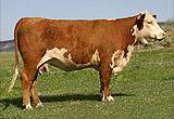 C Ms Pure Gold 2003