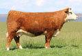 C 88X Ribeye Lady 2052