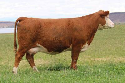 C 95T 88X Ribeye Lady 4208 ET - Click to enlarge