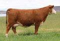 C 95T 88X Ribeye Lady 4208 ET