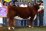 C Ms Moler 6214 ET - 2008 Champion Female