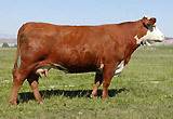 C Milestone 9150 - son of Mile High