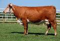 GRANDVIEW CMR 156T Lady X325