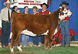 C Notice Me Too - Sister to NOTICE ME NOW as 2006 Grand Champion Hereford Female in Reno. She is owned with GKB Cattle Co. in Bardwell,TX.