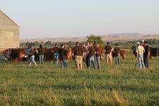 Juniors looking at the cattle.