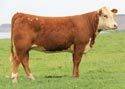Click to preview the 2012 sale offering