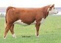 Click to preview the 2012 sale offering