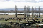 Lots of bulls to choose from!