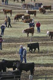 Pre-Sale Bull Inspection