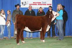 Reserve Champion Polled Bull - Click to enlarge