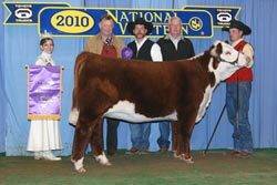 Reserve Champion Polled Heifer - Click to enlarge