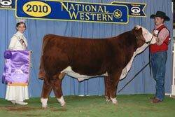 Reserve Champion Polled Bull - Click to enlarge