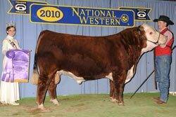Champion Yearling Bull - Click to enlarge