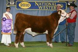 Reserve Champion Bull - CLICK to enlarge