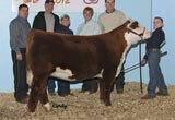 Daughter - 2012 Illinois Beef Expo Grand Champion - Click to enlarge