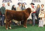 C Miles McKee 2103 ET - Grand Champion Bull