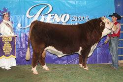 Champion Horned Senior Bull - click to enlarge