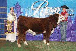 Champion Horned Junior Bull Calf - click to enlarge