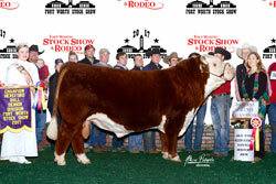 Reserve Grand Champion Horned Bull - click to enlarge