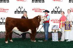 Res Champion Polled Junior Bull Calf - click to enlarge