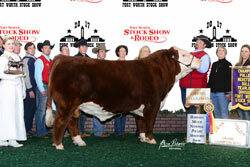 Grand Champion Polled Female - Click to enlarge