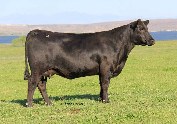 Much Angus A How Is Cow Worth Black Much Angus A How Is Cow Worth Black