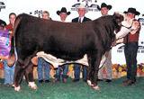 C Game Plan 2040 ET - 2004 Grand Champion Bull at Fort Worth