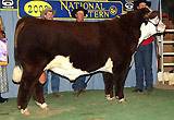 Nitro - 2009 Reserve Grand Champion Bull