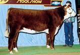 Pure Gold's dam, C MS Dom 93218, showing as a yearling heifer.